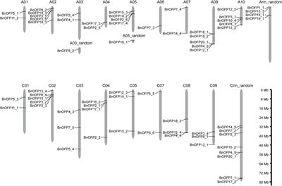 Genome-wide characterization of ovate family protein gene family associated with number of seeds per silique in Brassica napus
